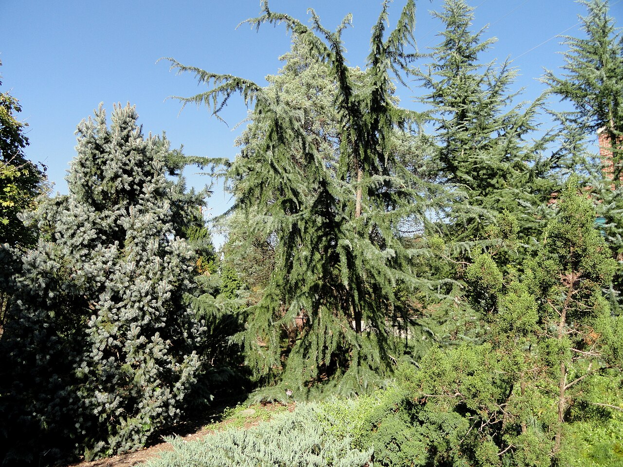 Trees and gardens at JC Raulston Arboretum