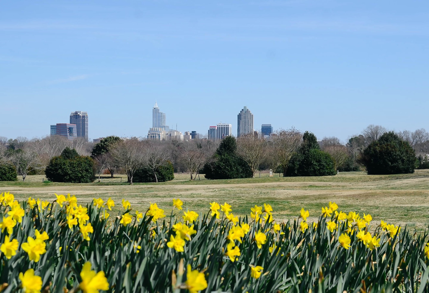 Raleigh skyline across Dorothea Dix Park