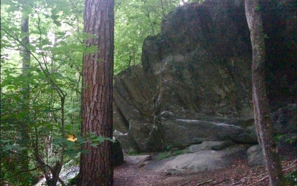 Woodland scenery at William B. Umstead State Park