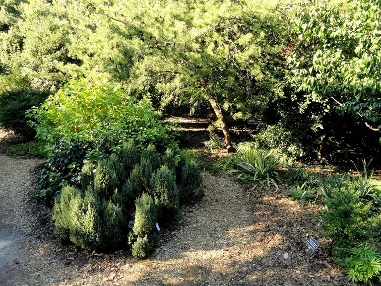 J. C. Raulston Arboretum - DSC06242