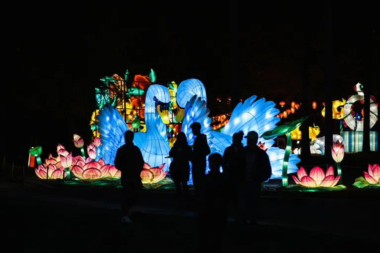 Illuminated swans and lotus lanterns at the 2021 North Carolina Chinese Lantern Festival
