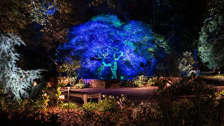 An oak tree and garden paths illuminated in blue at Moonlight in the Garden