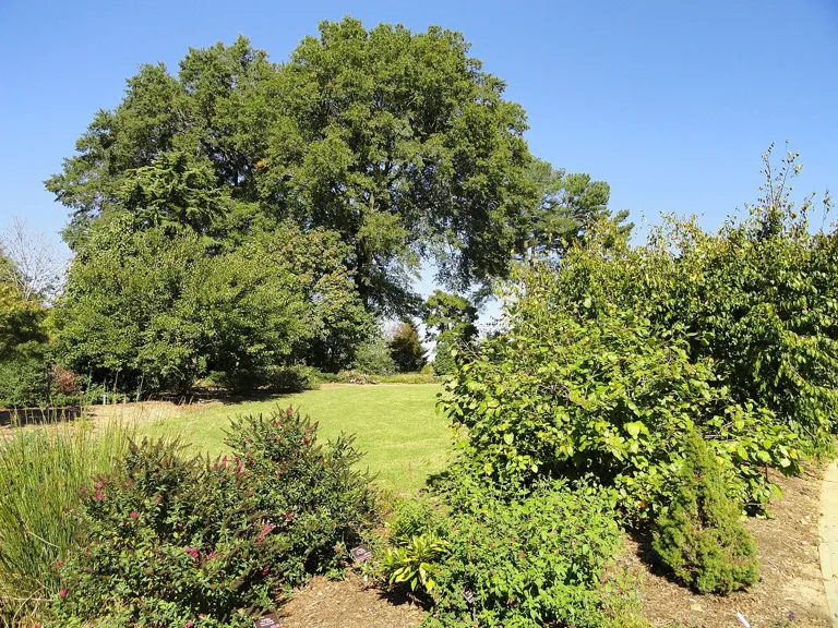 Plants at JC Raulston Arboretum