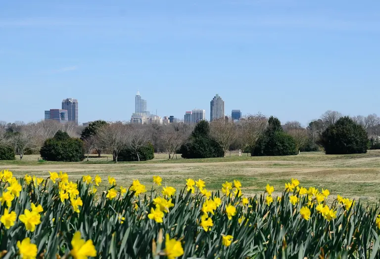 Raleigh skyline across Dorothea Dix Park
