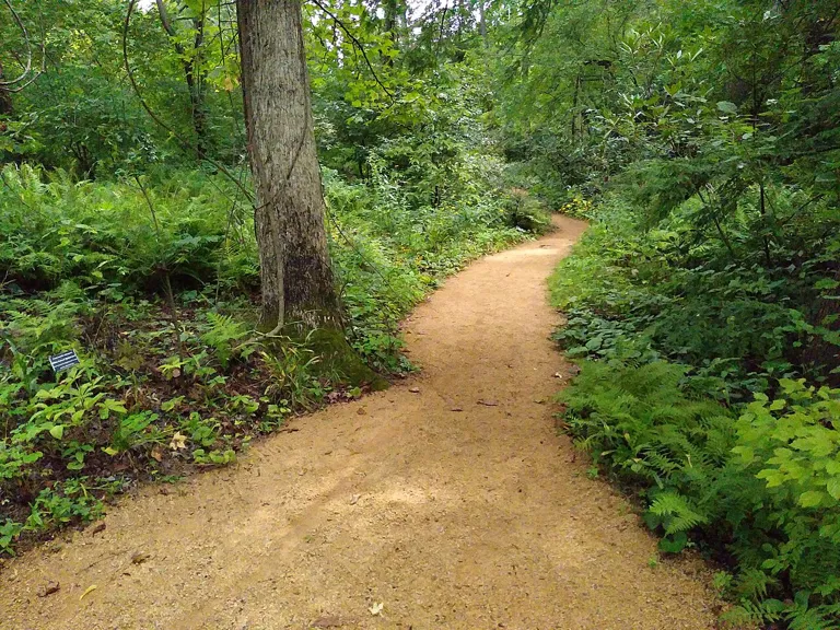 A woodland walking path at the North Carolina Botanical Garden