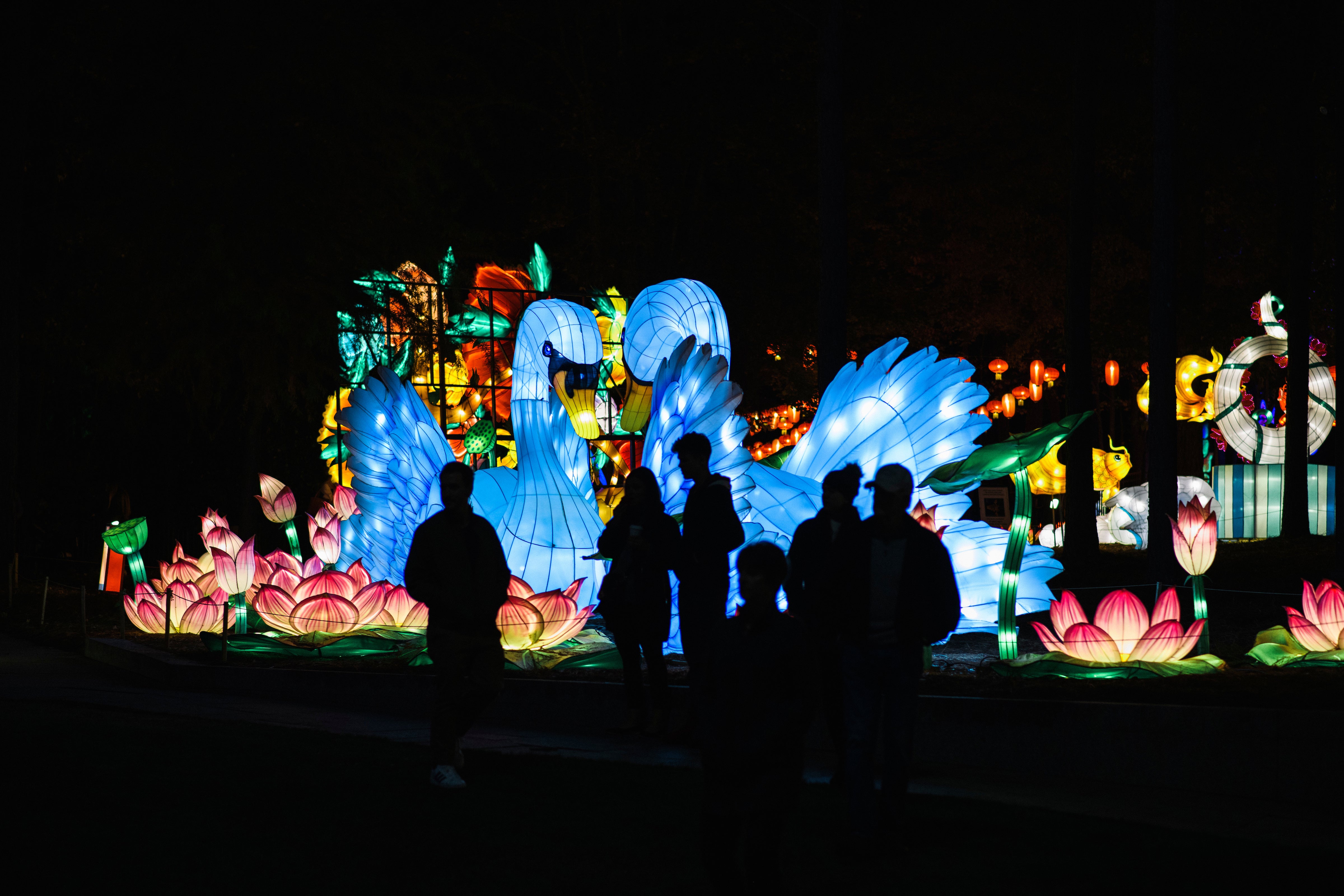 Illuminated swans and lotus lanterns at the 2021 North Carolina Chinese Lantern Festival