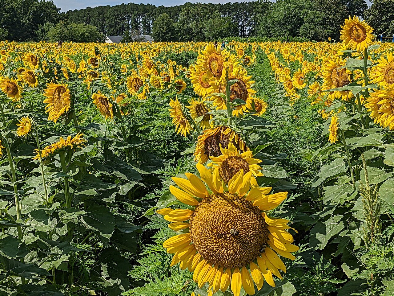 Field of Flowers Sunflowers Dix Park Raleigh NC 20220712 143731882