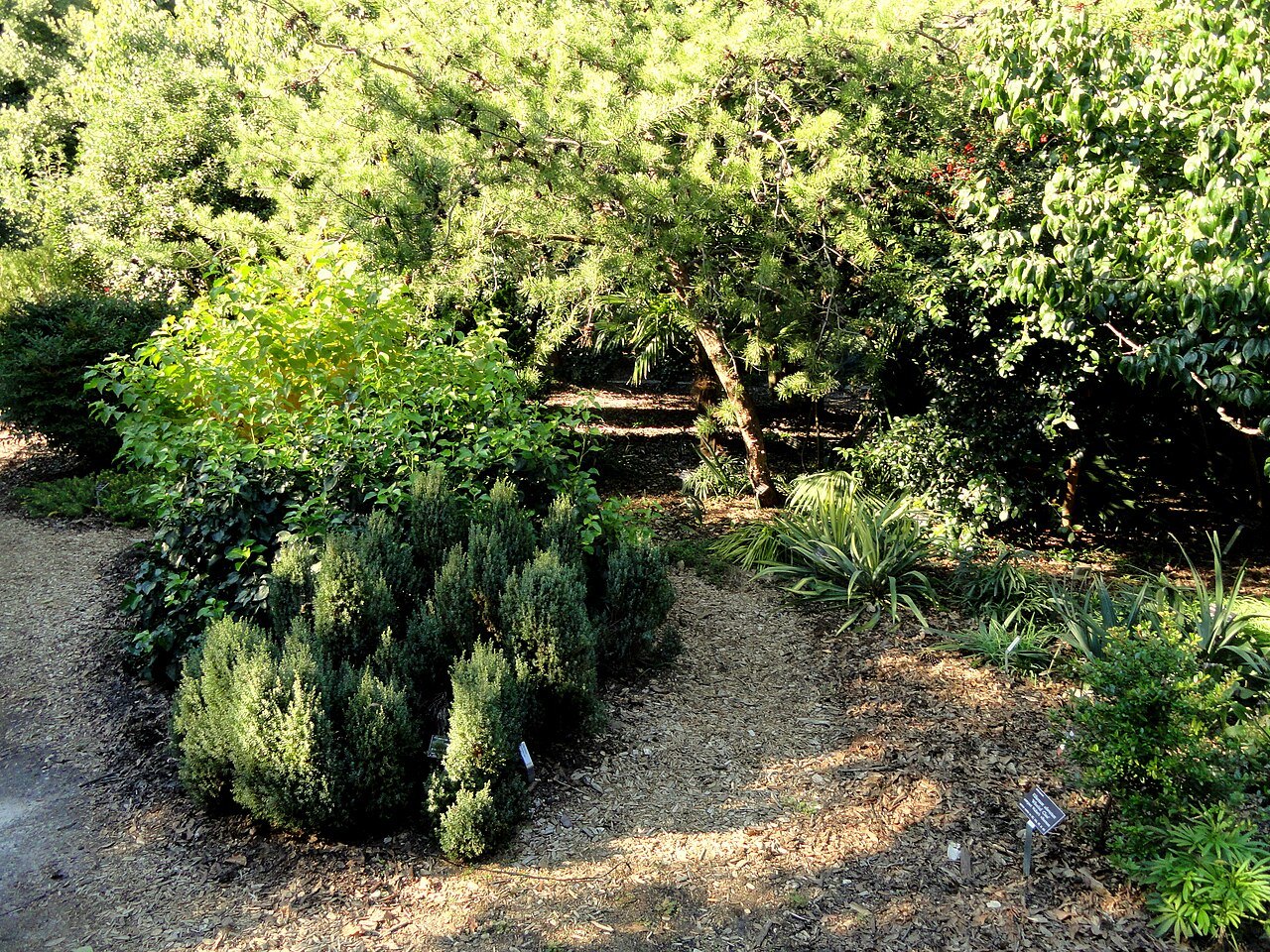 J. C. Raulston Arboretum - DSC06242