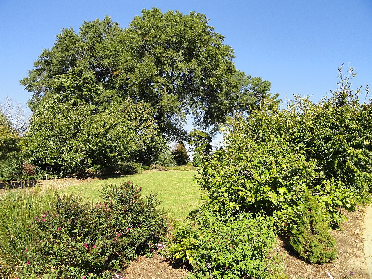 Plants at JC Raulston Arboretum